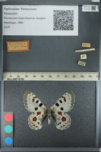Media type: image;   Entomology 174894